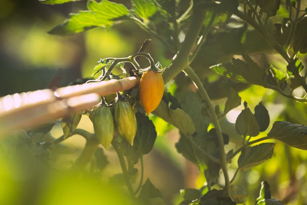 Potager Troplong Mondot
