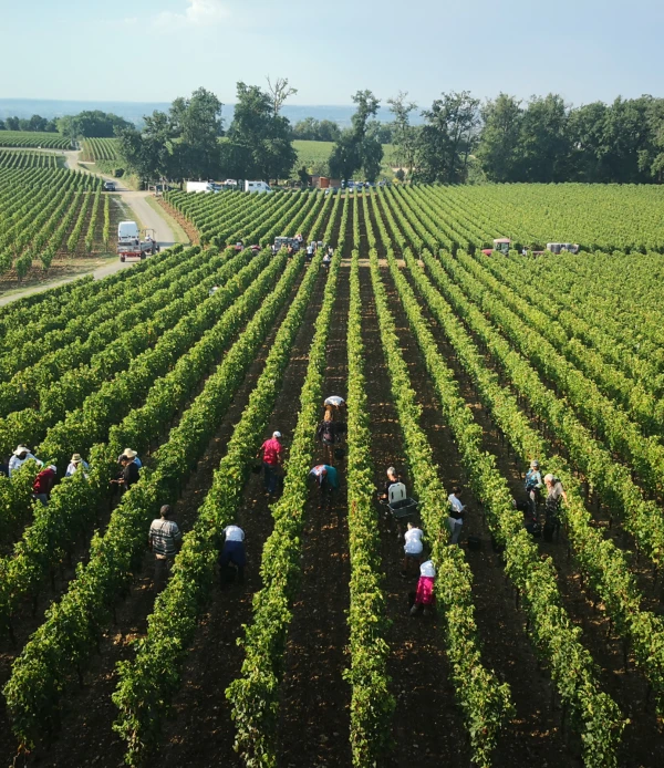 Vendanges Troplong Mondot