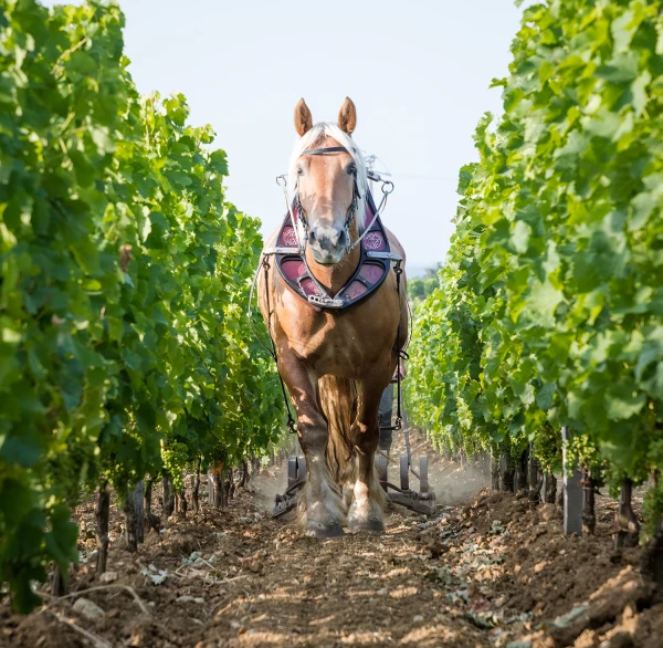 Vignes Troplong Mondot
