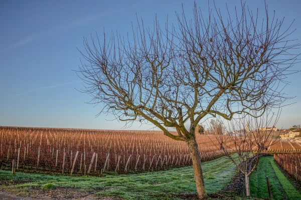 Vignes Troplong Mondot