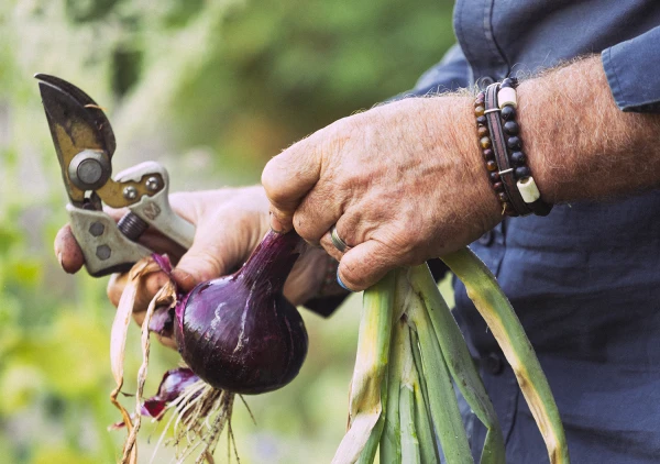 Potager Troplong Mondot