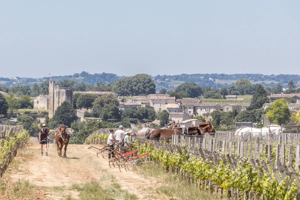 vignes Troplong Mondot