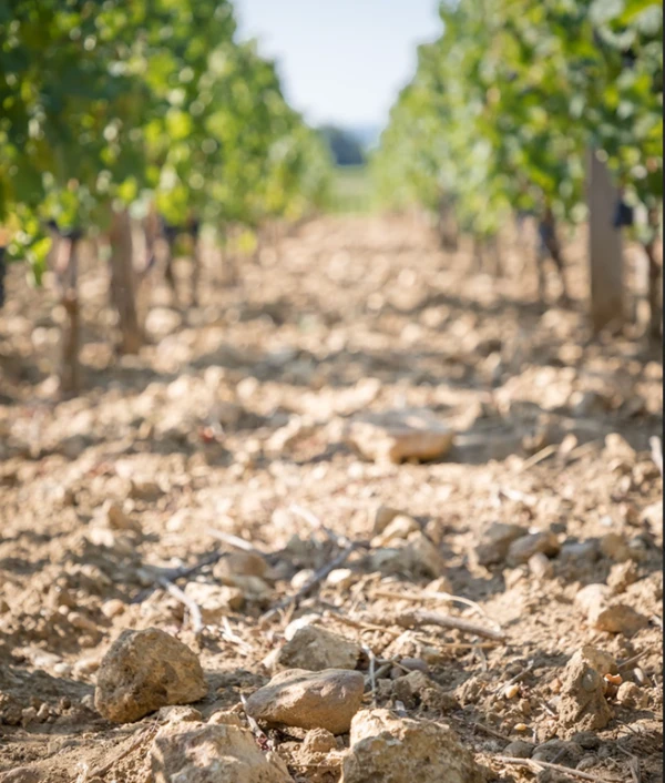 Le sol des vignes Troplong Mondot