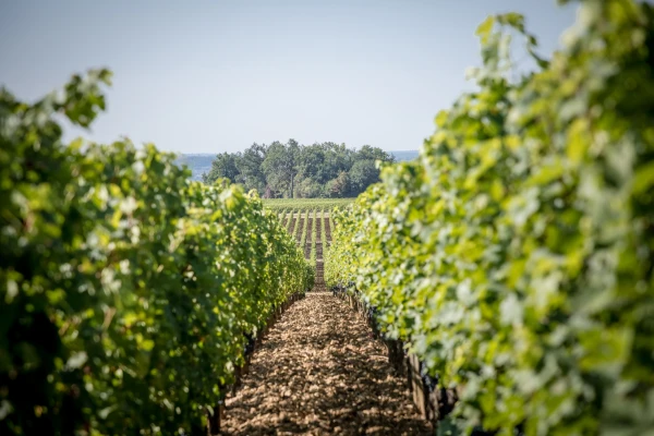 Les vignes Troplong Mondot