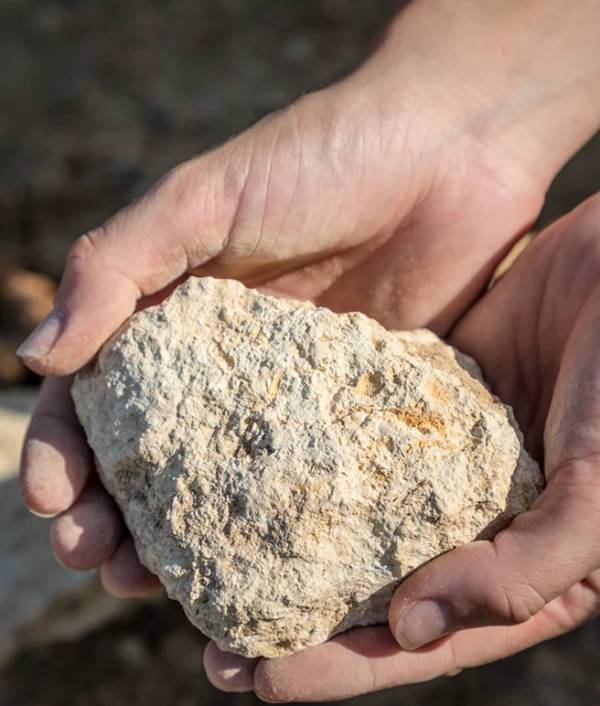 Terre Troplong Mondot