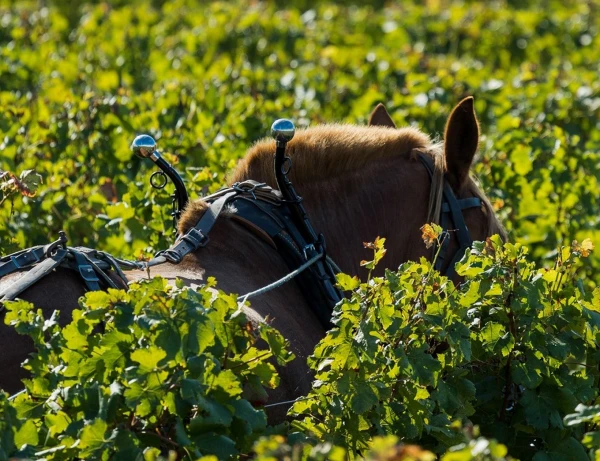 Les engagements Troplong Mondot