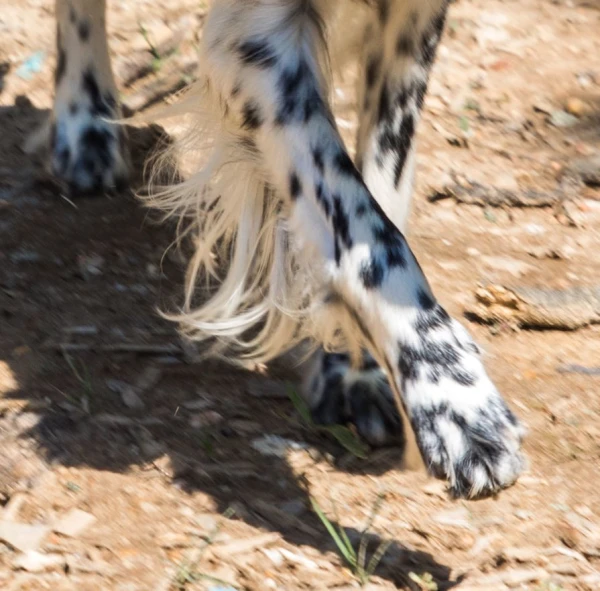 Chien Troplong Mondot