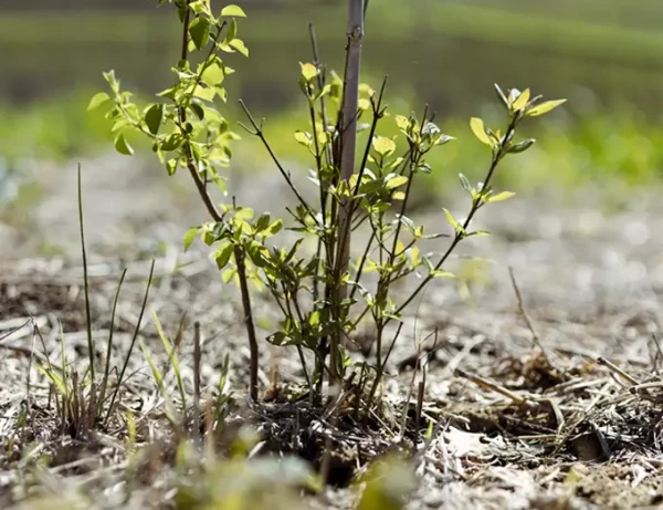 Vignoble Troplong Mondot
