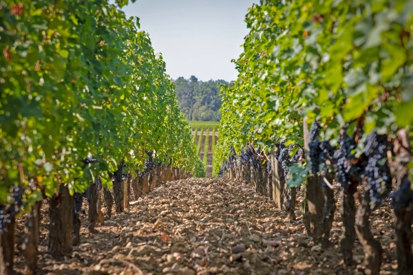 Vignes Troplong Mondot