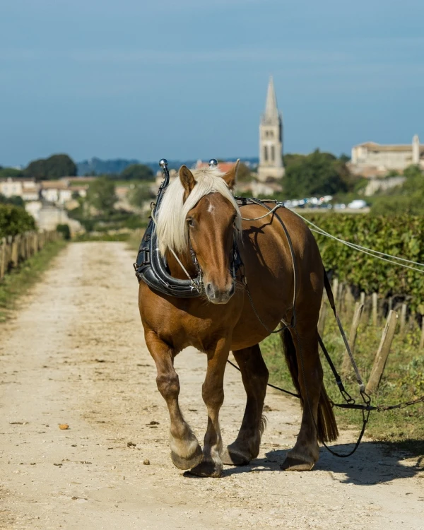 Les engagements Troplong Mondot