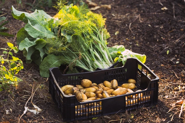 Potager Troplong Mondot