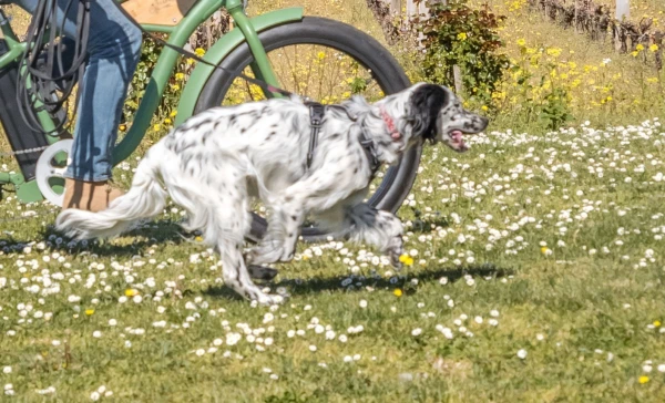 Chien Troplong Mondot