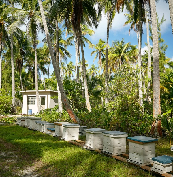 Ruches Troplong Mondot