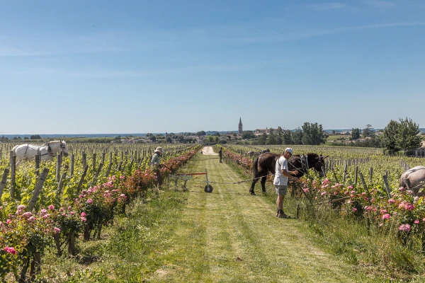 Vignoble Troplong Mondot