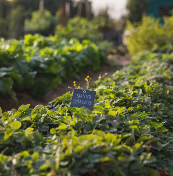 Potager Troplong Mondot