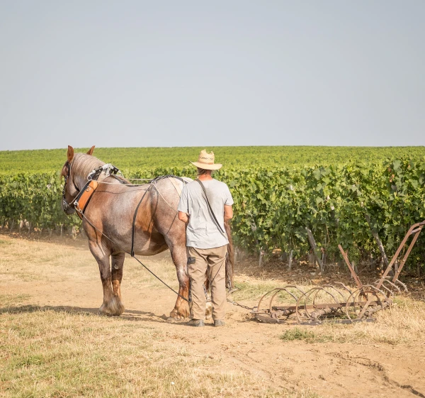 Château Troplong Mondot