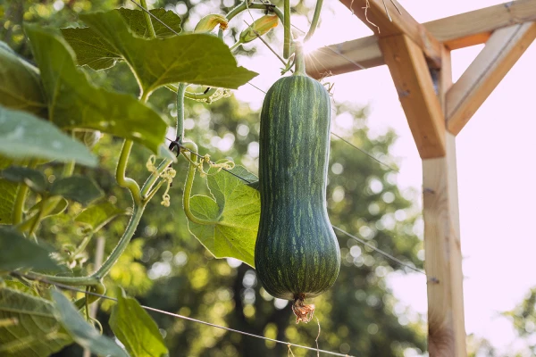 Potager Troplong Mondot