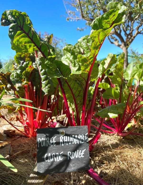 Rhubarbe à Troplong Mondot