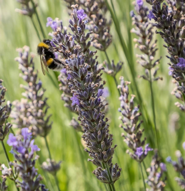 Vignoble Troplong Mondot