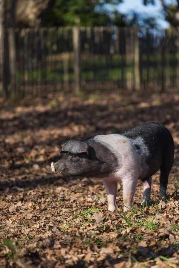 Château Troplong Mondot
