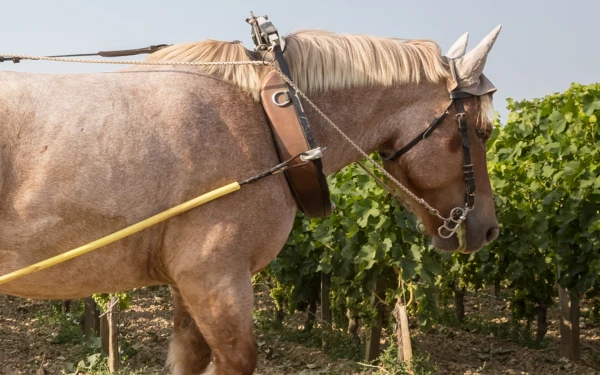 Les engagements Troplong Mondot