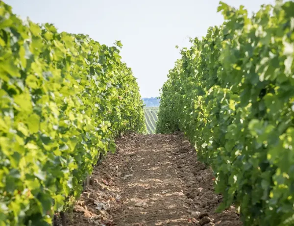 Vignoble Troplong Mondot