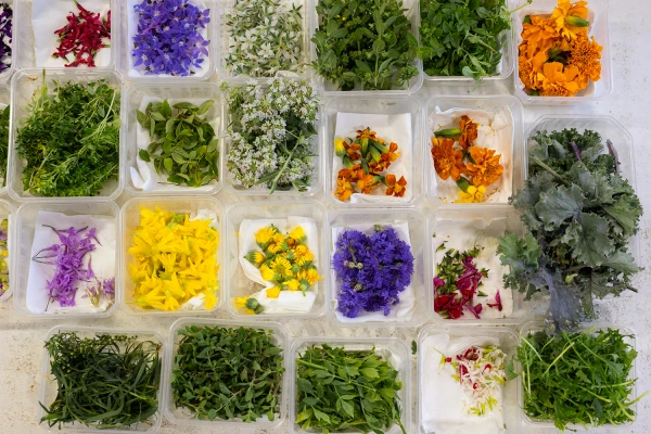 Potager Troplong Mondot