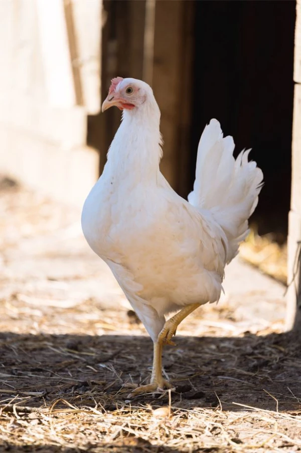 Potager Troplong Mondot