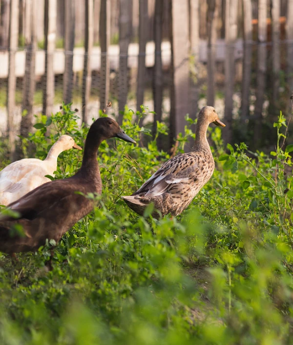 Les engagements Troplong Mondot