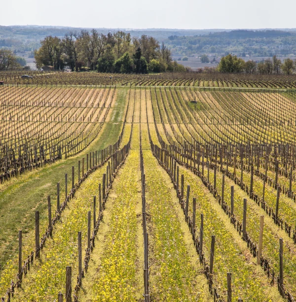 Vignes Troplong Mondot